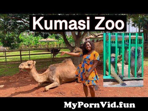 Sex Kumasi animal videos with animal in Slut screw