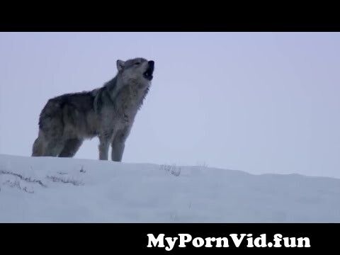 Animal sex videos in Brooklyn