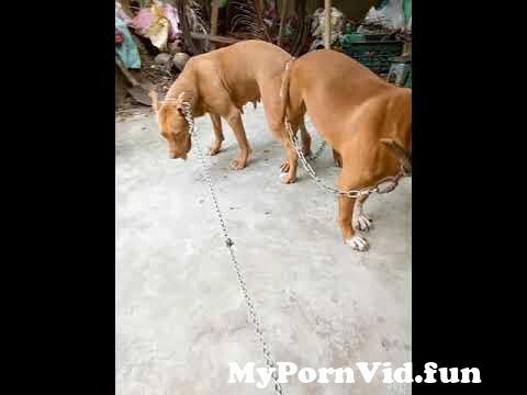 Dog Bangkok in video sex of with Thai Porn