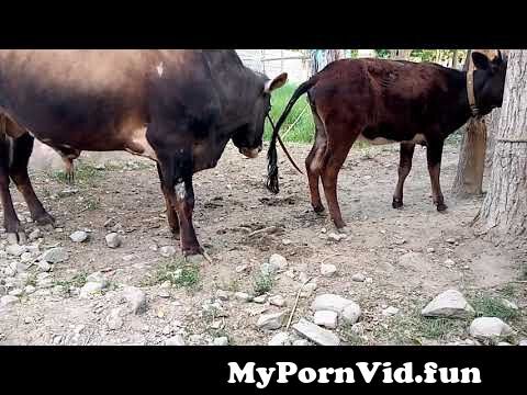 Animal sex with animal videos in Coimbatore