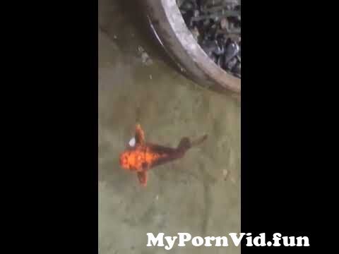 Fish Sexy Video - Fish in pussy from fish on pussy sex Watch Video - MyPornVid.fun