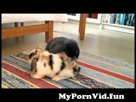 Bunny horny Forbidden family
