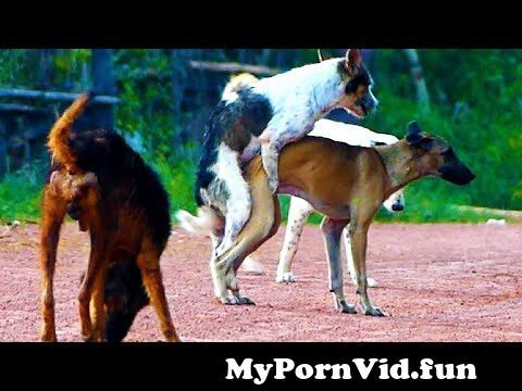 Animals sex videos in Luan