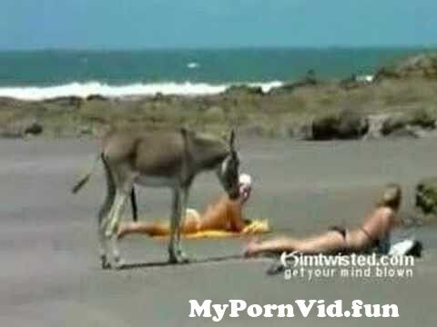 Donkey Animal Fuck With Girls Hd Video - Frisky Donkey Finds Himself A Nice Little Ass !!! from donke fuck girl sexy  indian sex 3gp videoxx Watch Video - MyPornVid.fun