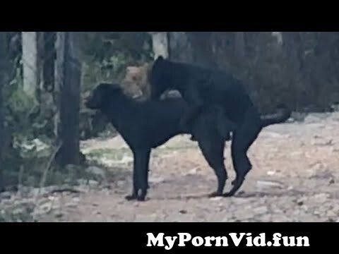New Dog Fucking Video