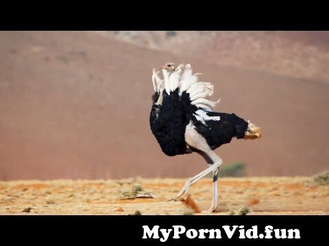Ostrich Gives the Performance of His Life The Mating Game BBC  