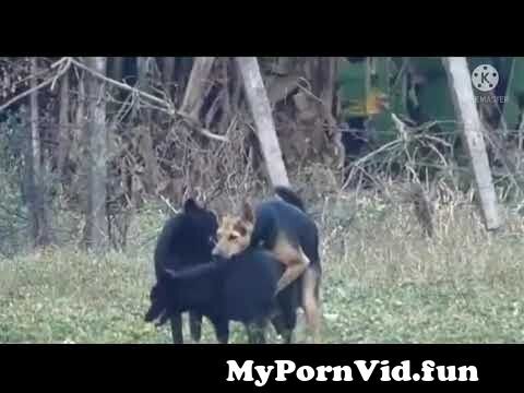 Animal sex from snimal srx Watch Video 