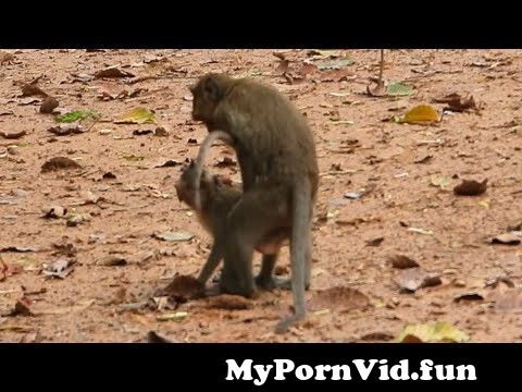 Monkey X Video Hd - Davit monkey hard fuck Dustin baby monkey , young baby monkey from monki  sex 3g fuck monki