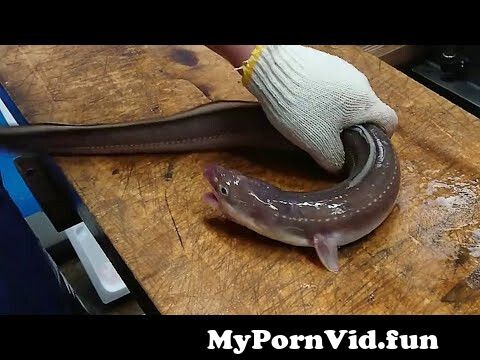 Porn japanese eel 
