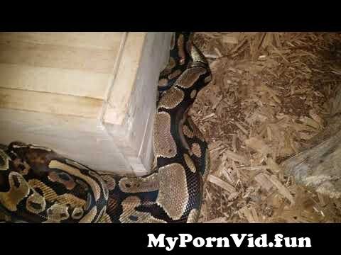Video snake porn Indian Village