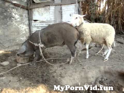 a sheep have sex with..a pig from Ø³ÙƒØ³ Ø®Ø±ÙˆÙ Watch Video - MyPornVid.fun