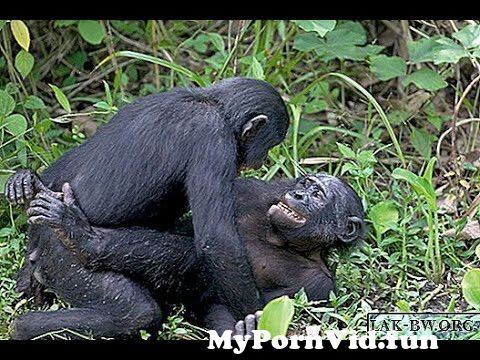 كيفيه تزاوج القرود from سكس حيوان القرد Video Screenshot Preview hqdefault