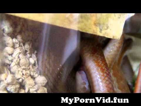 Porn video snake snake Animal