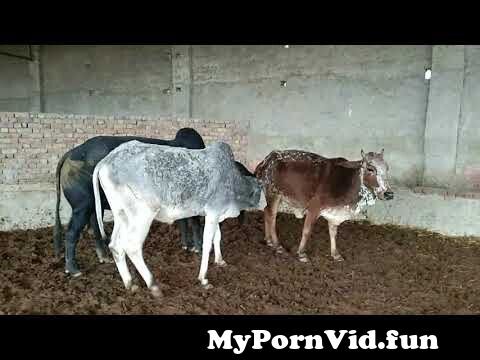 Animal seks porno video