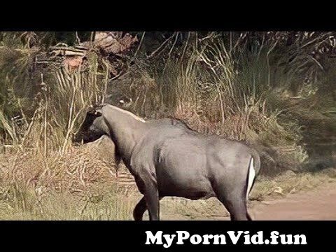 Animals with sex video in Rawalpindi