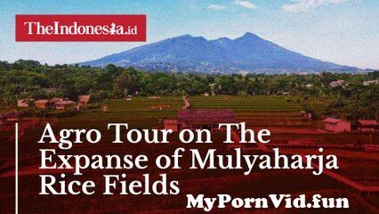 View Full Screen: agro tour on the expanse of mulyaharja rice fields.jpg