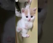 Kittens World