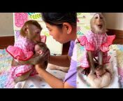 Monkey Judy Official