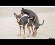 Degsssssex - ebony dogsex Videos - MyPornVid.fun