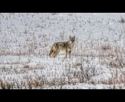 Geoff Nemnich Coyote Hunting Vids
