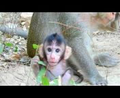 Monkey Cambodia Daily