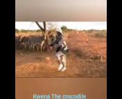 Kwena The Crocodile