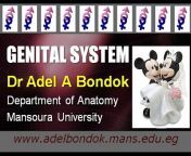 Dr Adel Bondok Anatomy Channel