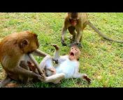 Monkeys Happy Show