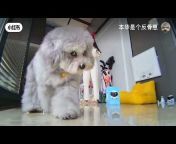 狗狗欢乐大合集Doggy collections