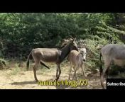 Animals Vlogg 777