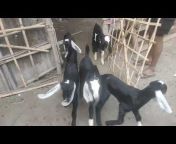 Beetal Goat Farm Barpeta Assam