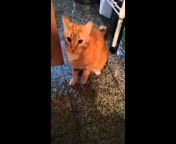 The West Village Cat Sitter and Manhattan Kitties