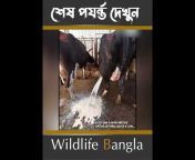 Wildlife Bangla