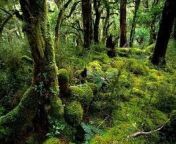 Rainforest Documentary 2017