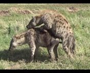 Hyenas etcetera