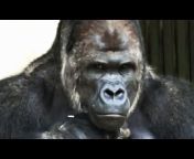 176px x 144px - gorilla with women sex Videos - MyPornVid.fun