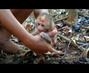 Adorable baby monkey Bumbi.