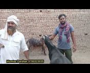 Beetal goat market live