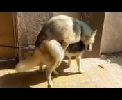mating amazing mating breeding dogs Videos - MyPornVid.fun