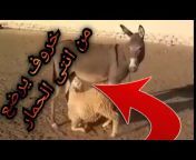 حمام اسماعيل - PIGEONS AGADIR