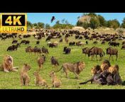 Safari Wonders 4K
