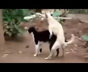 Top Animals Videos