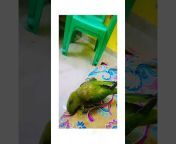 My Handsome Parrot Vasu