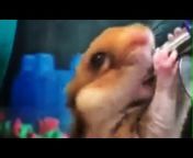 Hamster sexseite