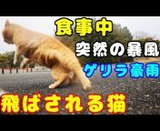 CaTuber猫たかD Cat videos
