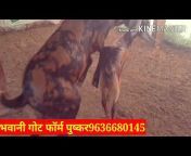 Bhawani Goat farm Pushkar
