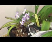 Svetlana&#39;s Happy Orchids