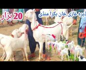 shahzaib goat farm