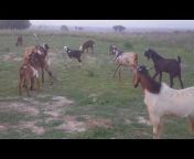 Ideal Goat Farming