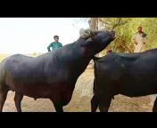banni_buffalo_farm_